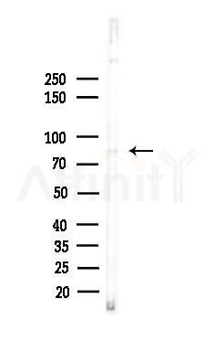SMO Antibody - Western blot analysis of lysates from Rat testis, using SMO Antibody at 1/1000 dilution.