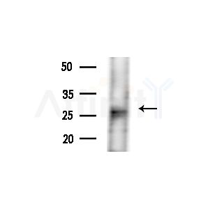 TAS2R1 Antibody - Western blot analysis of lysates from MCF7 cells(heat-shock,45min treatment), using TAS2R1 Antibody at 1/1000 dilution.