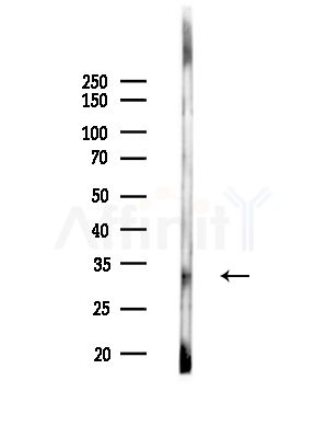 TAS2R1 Antibody - Western blot analysis of lysates from MCF7 cells(heat-shock,45min treatment), using TAS2R1 Antibody at 1/1000 dilution.
