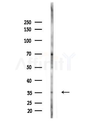 TAS2R5 Antibody - Western blot analysis of lysates from A375 cells(heat-shock,45min treatment), using TAS2R5 Antibody at 1/1000 dilution.