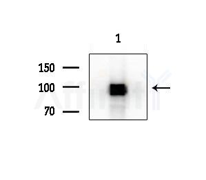 TAS1R3 Antibody - Western blot analysis of extracts from Mouse testis, using TAS1R3 Antibody at 1/1000 dilution.