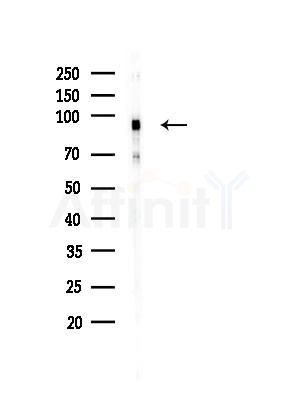 TAS1R3 Antibody - Western blot analysis of lysates from Mouse testis, using TAS1R3 Antibody at 1/1000 dilution.