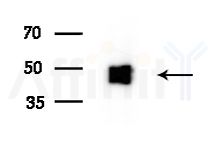 AVPR1B Antibody - Western blot analysis of extracts from Raji cells(heat-shock treatment), using AVPR1B Antibody at 1/1000 dilution.
