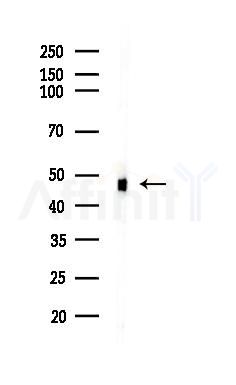 AVPR1B Antibody - Western blot analysis of lysates from Raji cells(heat-shock,45min treatment), using AVPR1B Antibody at 1/1000 dilution.
