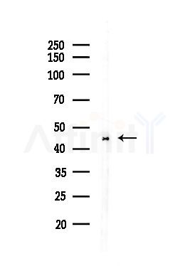 VN1R2 Antibody - Western blot analysis of lysates from Hela cells(heat-shock,45min treatment), using VN1R2 Antibody at 1/1000 dilution.