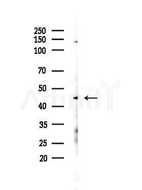 VN1R2 Antibody - Western blot analysis of lysates from RAW264.