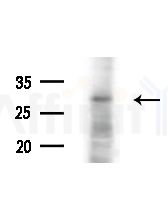 VN1R4 Antibody - Western blot analysis of extracts from HepG2 cells, using VN1R4 Antibody at 1/1000 dilution.