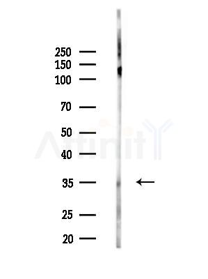 VN1R4 Antibody - Western blot analysis of lysates from HepG2 cells, using VN1R4 Antibody at 1/1000 dilution.