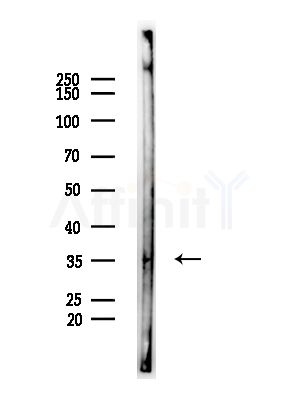 MRGX3 Antibody - Western blot analysis of lysates from A375 cells(heat-shock,45min treatment), using MRGX3 Antibody at 1/1000 dilution.