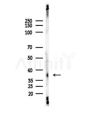 OR10G7 Antibody - Western blot analysis of lysates from PC12 cells(LPS, 4h treatment), using OR10G7 Antibody at 1/1000 dilution.