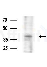 OR11H1/11H2/11H12 Antibody - Western blot analysis of lysates from Mouse testis, using OR11H1/11H2/11H12 Antibody at 1/1000 dilution.