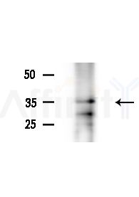 OR51B5 Antibody - Western blot analysis of lysates from A375 cells(heat-shock,45min treatment), using OR51B5 Antibody at 1/1000 dilution.