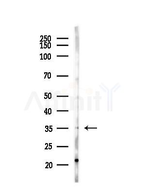 OR2W3 Antibody - Western blot analysis of lysates from LoVo cells(heat-shock,45min treatment), using OR2W3 Antibody at 1/1000 dilution.