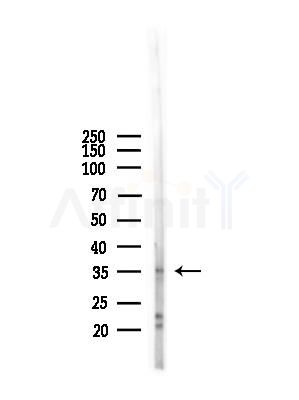 OR2W3 Antibody - Western blot analysis of lysates from Mouse liver, using OR2W3 Antibody at 1/1000 dilution.