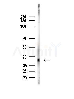 OR51B2 Antibody - Western blot analysis of lysates from PC12 cells(LPS, 4h treatment), using OR51B2 Antibody at 1/1000 dilution.
