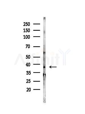OR5A1 Antibody - Western blot analysis of lysates from Hela cells(heat-shock,45min treatment), using OR5A1 Antibody at 1/1000 dilution.