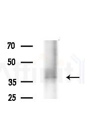 OR5D16 Antibody - Western blot analysis of extracts from Mouse testis, using OR5D16 Antibody at 1/1000 dilution.