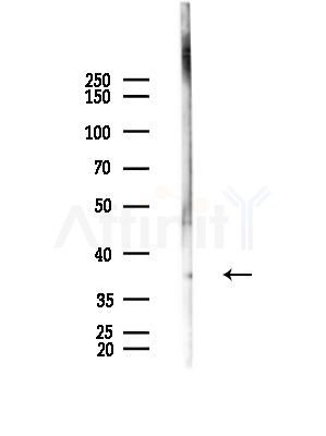 OR5D16 Antibody - Western blot analysis of lysates from Mouse testis, using OR5D16 Antibody at 1/1000 dilution.