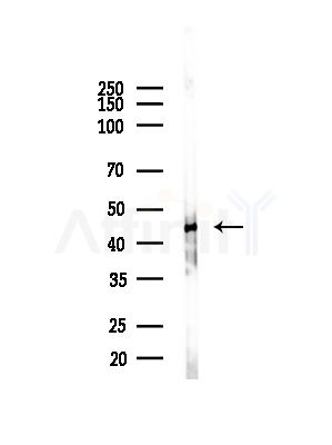 OR5M1/5M10 Antibody - Western blot analysis of lysates from Mouse brain, using OR5M1/5M10 Antibody at 1/1000 dilution.