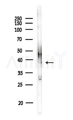 OR8B4 Antibody - Western blot analysis of lysates from MDA-MB-231 cells(heat-shock,45min treatment), using OR8B4 Antibody at 1/1000 dilution.