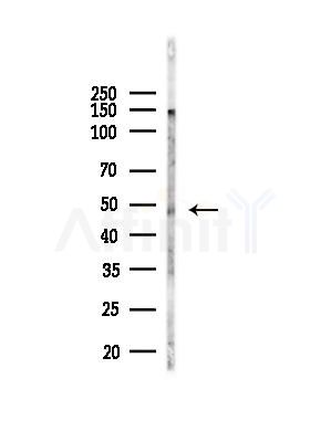 OXER1 Antibody - Western blot analysis of lysates from Mouse liver, using OXER1 Antibody at 1/1000 dilution.