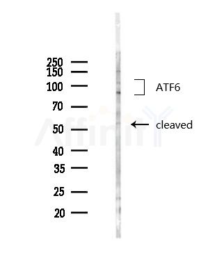ATF6 Antibody - Western blot analysis of lysates from Hela cells(heat-shock,45min treatment), using ATF6 Antibody at 1/1000 dilution.