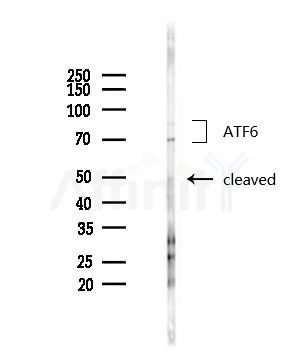 ATF6 Antibody - Western blot analysis of lysates from PC12 cells(starvation,24h treatment), using ATF6 Antibody at 1/1000 dilution.