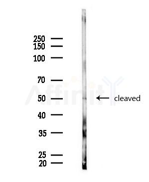 ATF6 Antibody - Western blot analysis of lysates from Mouse brain, using ATF6 Antibody at 1/1000 dilution.
