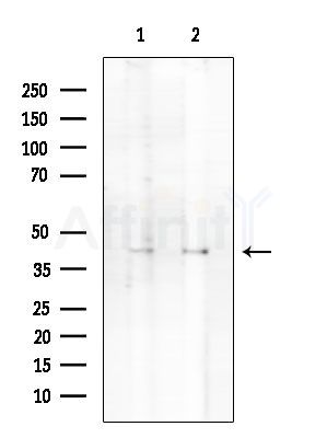 ERK2 Antibody - Western blot analysis of extracts from various samples, using ERK2 Antibody at 1/1000 dilution.