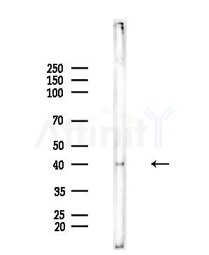 ERK2 Antibody - Western blot analysis of lysates from Rat testis, using ERK2 Antibody at 1/1000 dilution.