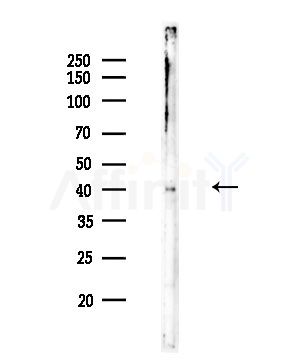 ERK2 Antibody - Western blot analysis of lysates from Mouse lung, using ERK2 Antibody at 1/1000 dilution.