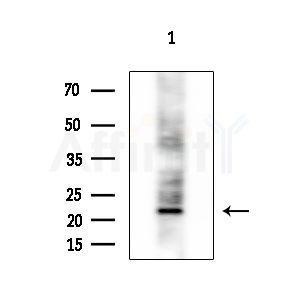 TCL1A Antibody - Western blot analysis of extracts from 293 cells(LPS 4h treatment), using TCL1A Antibody at 1/1000 dilution.