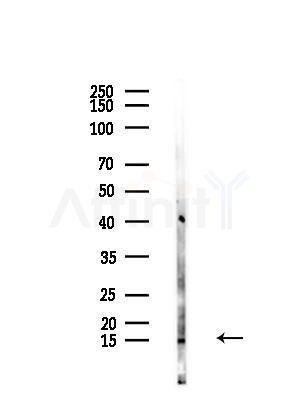 TCL1A Antibody - Western blot analysis of lysates from 293 cells(LPS,4h treatment), using TCL1A Antibody at 1/1000 dilution.