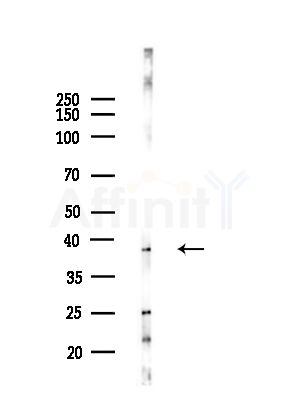 WNT3A Antibody - Western blot analysis of lysates from B16(LPS, 4h treatment), using WNT3A Antibody at 1/1000 dilution.