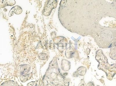 WNT3A Antibody - DF6113 at 1/100 staining human normal placenta tissue by IHC-P.