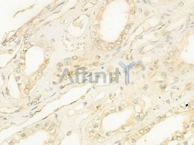 PSMG2 Antibody - DF6120 at 1/100 staining human normal kidney tissue by IHC-P.