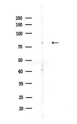 SNX9 Antibody - Western blot analysis of lysates from A375 cells(LPS,4h treatment), using SNX9 Antibody at 1/1000 dilution.