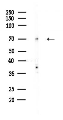SNX9 Antibody - Western blot analysis of lysates from Hela cells(heat-shock,45min treatment), using SNX9 Antibody at 1/1000 dilution.