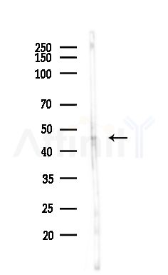 SIRT7 Antibody - Western blot analysis of lysates from MCF7 cells(heat-shock,45min treatment), using SIRT7 Antibody at 1/1000 dilution.