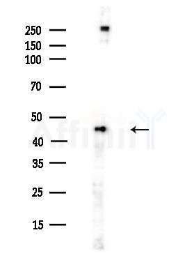 ENO1 Antibody - Western blot analysis of lysates from A375 cells(heat-shock,45min treatment), using ENO1 Antibody at 1/1000 dilution.