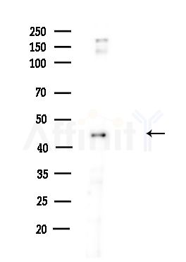 ENO1 Antibody - Western blot analysis of lysates from HUVEC cells(UV,30min treatment), using ENO1 Antibody at 1/1000 dilution.