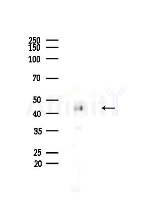 ENO1 Antibody - Western blot analysis of lysates from Mouse brain, using ENO1 Antibody at 1/1000 dilution.