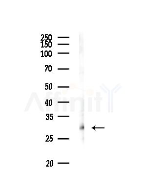 U2AF1 Antibody - Western blot analysis of lysates from RAW264.