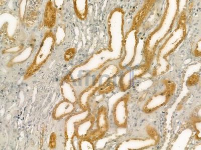 GPX5 Antibody - DF6220 at 1/100 staining human normal kidney tissue by IHC-P.
