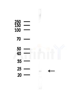 UBE2K Antibody - Western blot analysis of lysates from Mouse testis, using UBE2K Antibody at 1/1000 dilution.