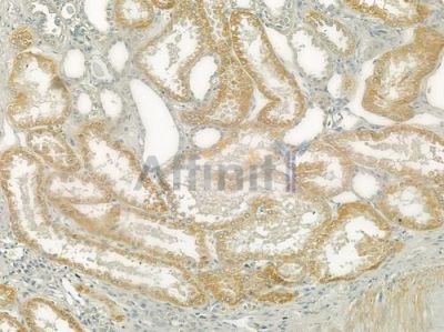 MAGED1 Antibody - DF6235 at 1/100 staining human normal kidney tissue by IHC-P.