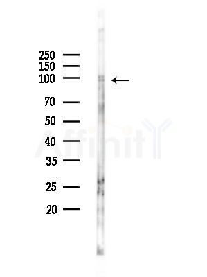 ARHGEF7 Antibody - Western blot analysis of lysates from RAW264.