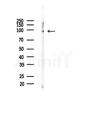 ARHGEF7 Antibody - Western blot analysis of lysates from Rat brain, using ARHGEF7 Antibody at 1/1000 dilution.