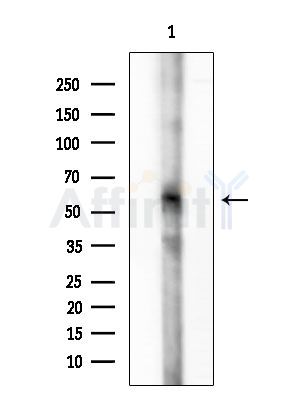 BCL2L13 Antibody - Western blot analysis of lysates from HepG2 cells, using BCL2L13 Antibody at 1/1000 dilution.