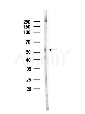 BCL2L13 Antibody - Western blot analysis of lysates from HepG2 cells, using BCL2L13 Antibody at 1/1000 dilution.